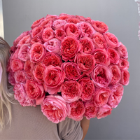 Rosen Pink X Pression