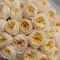 Rose Cream X Pression
