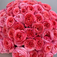 Rosen Pink X Pression