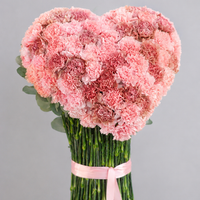 AmoréaxCarnation