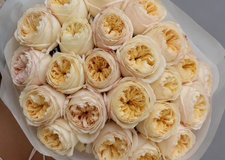 Rose Cream X Pression