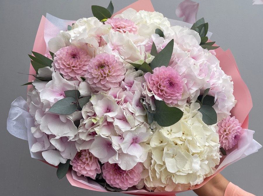 Dahlia x Hydrangea