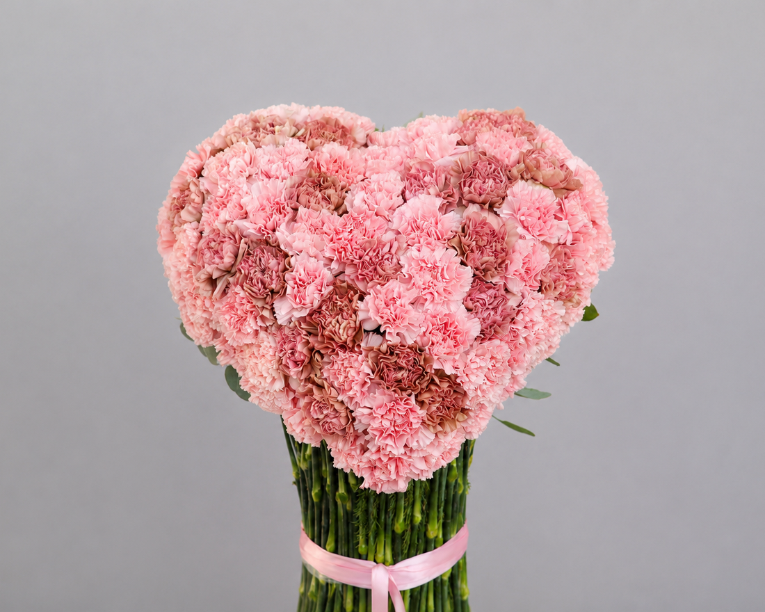 AmoréaxCarnation
